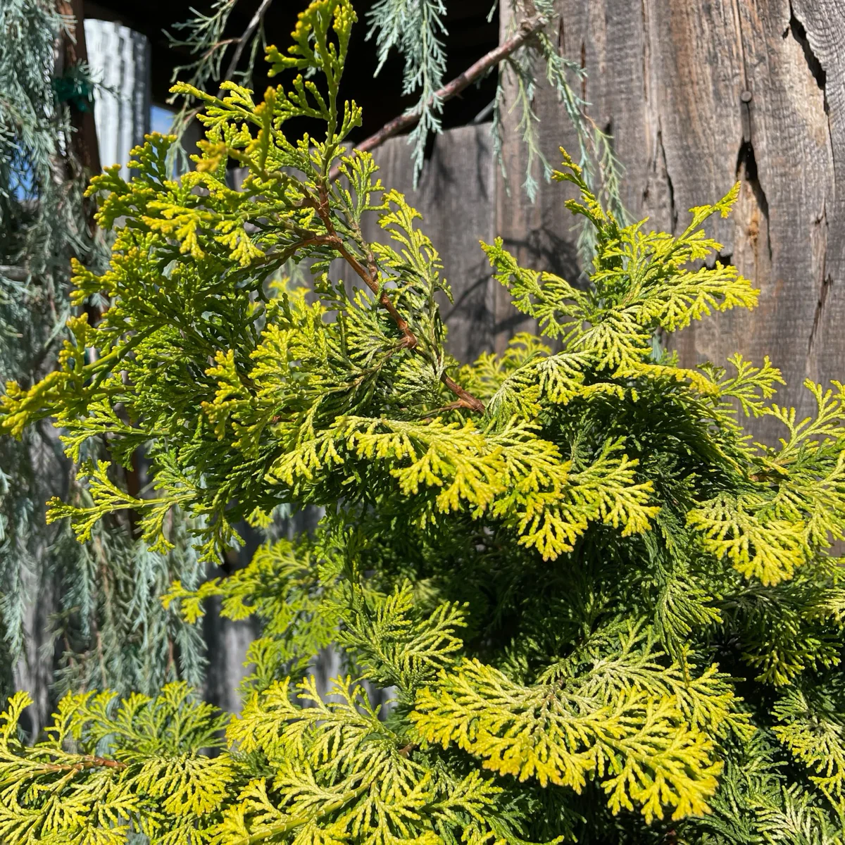 Golden Hinoki Cypress - Image 2