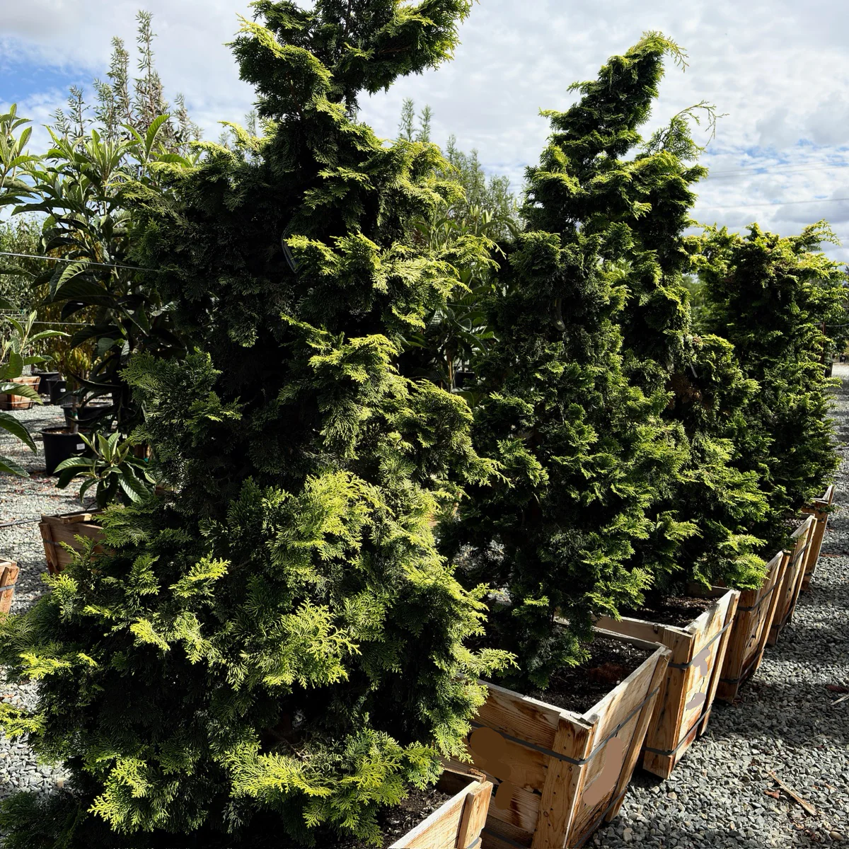 Golden Hinoki Cypress - Image 3