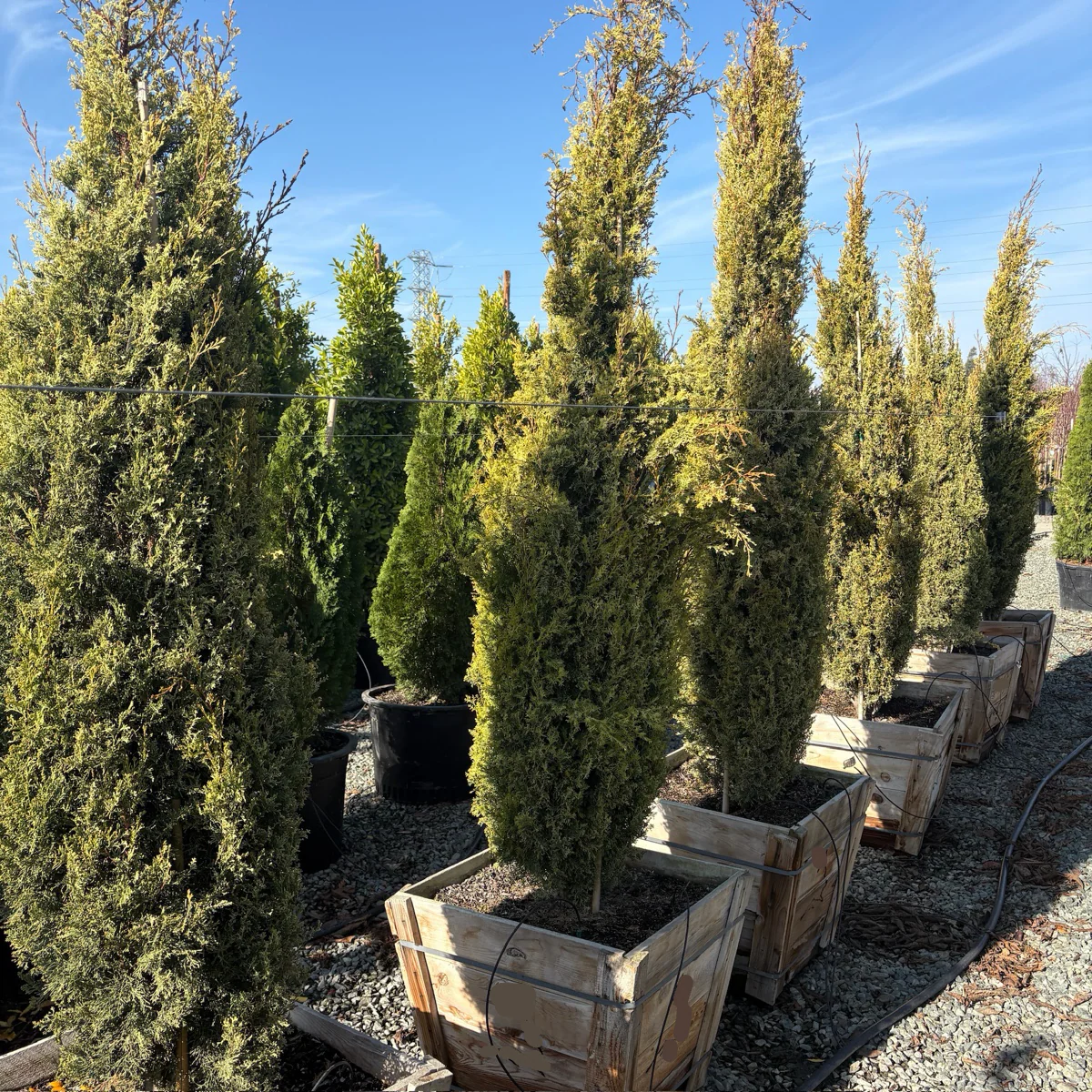 Golden Italian Cypress - Image 2