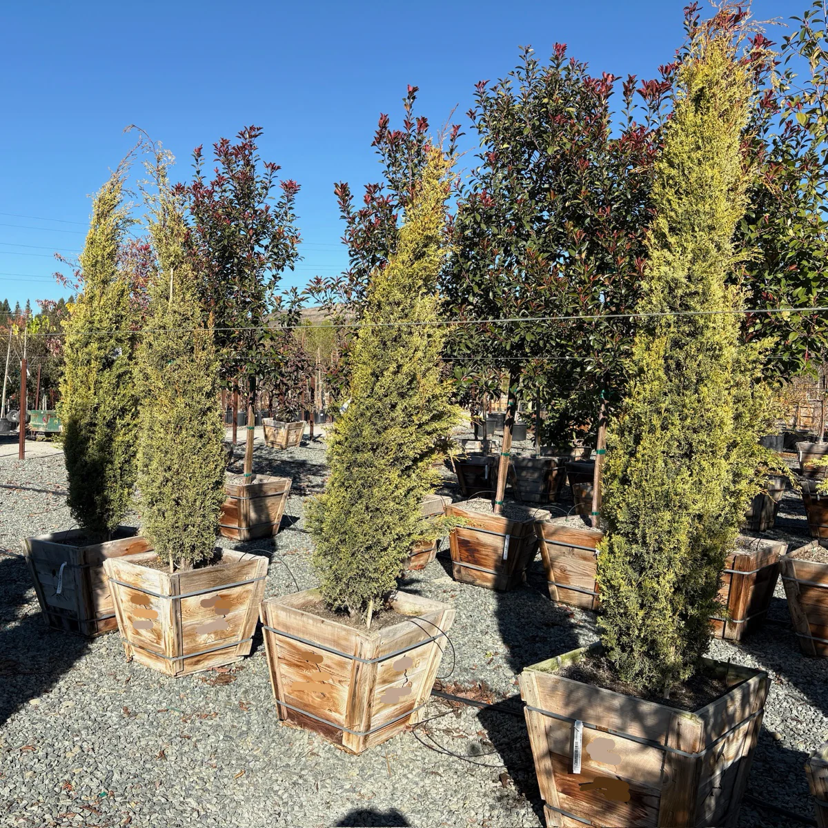 Golden Italian Cypress - Image 3