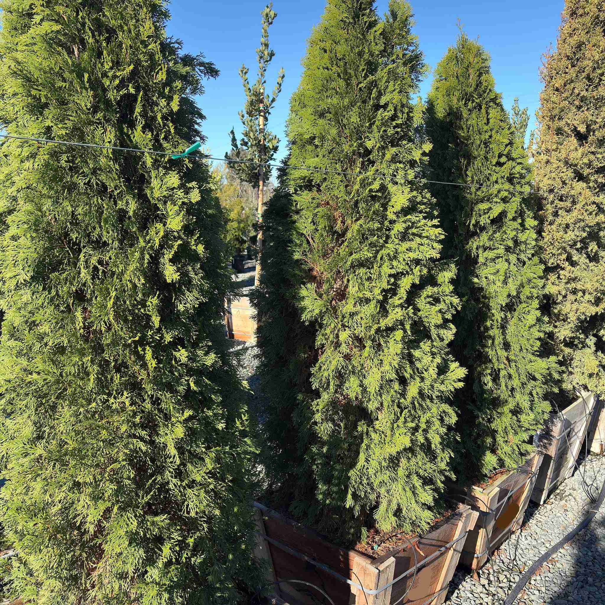 Golden Italian Cypress