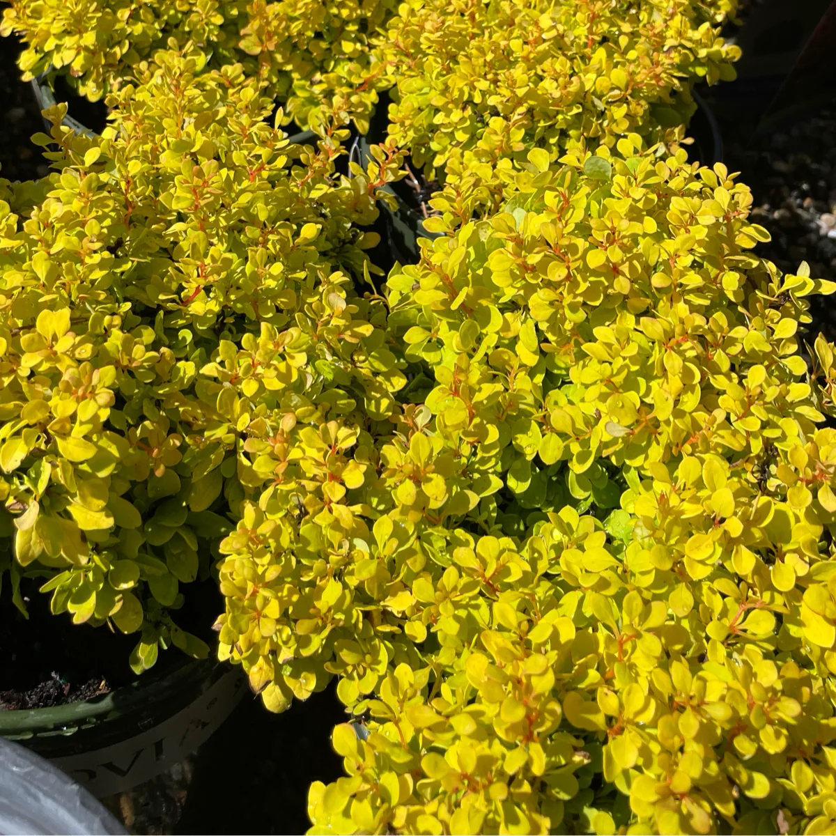Golden Nugget Dwarf Barberry - Image 1