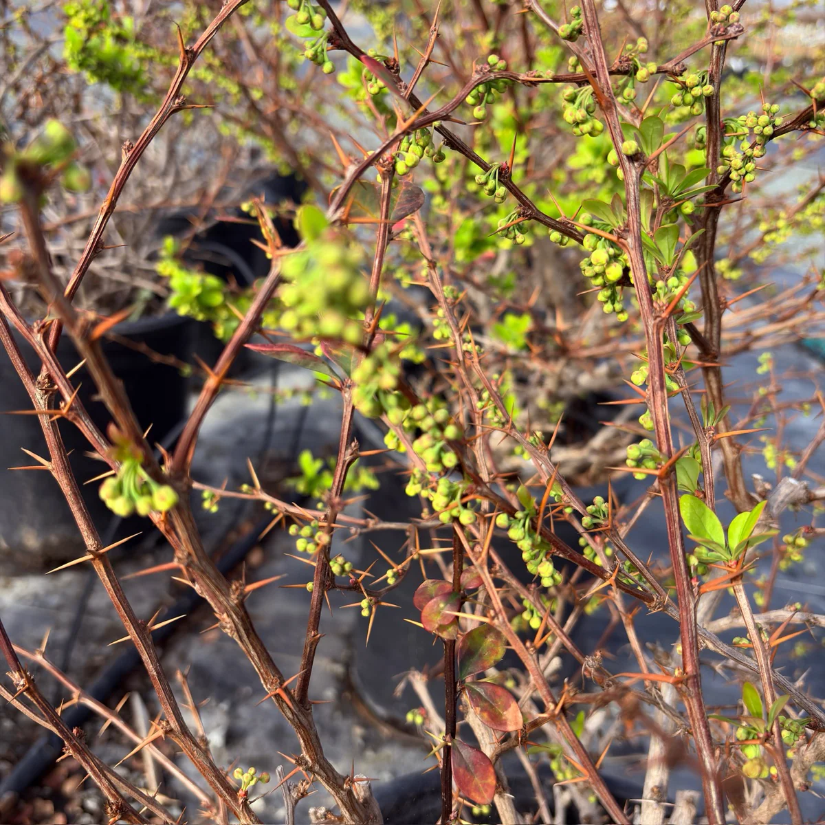 Golden Nugget Dwarf Barberry - Image 2