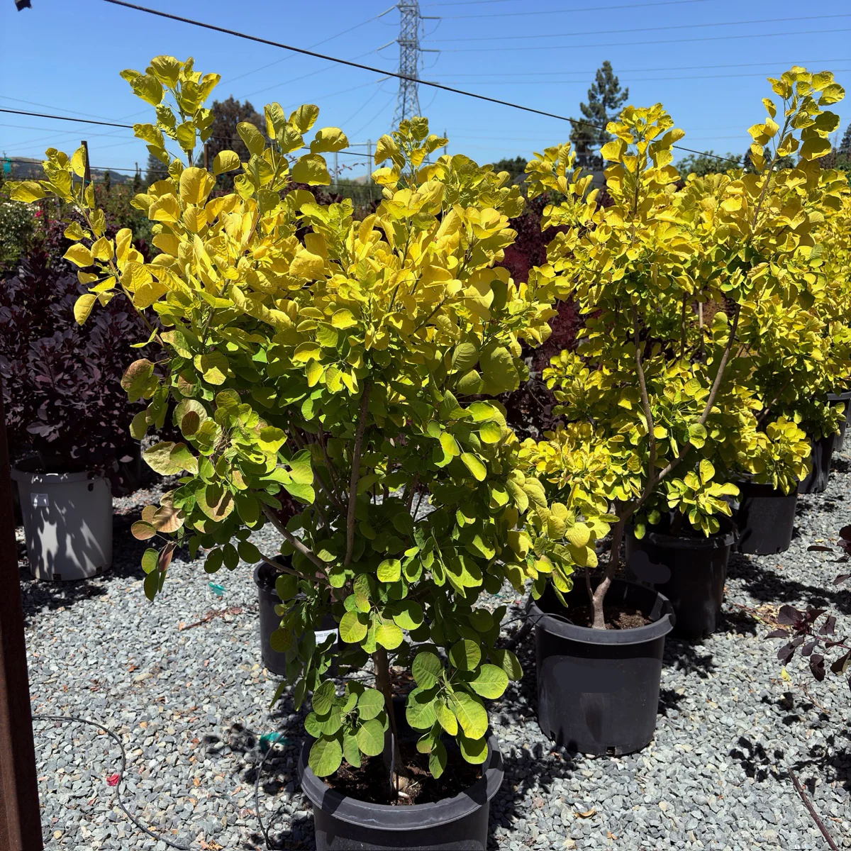 Golden Spirit Smoke Bush - Image 1