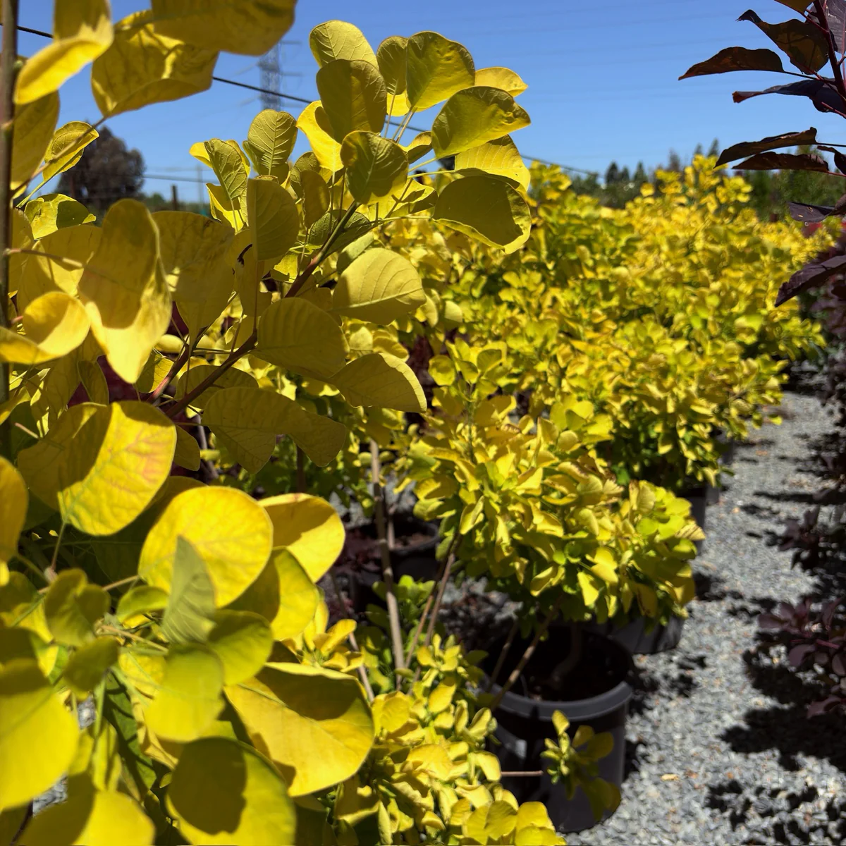 Golden Spirit Smoke Bush - Image 2