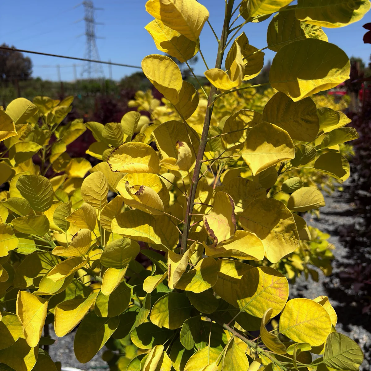 Golden Spirit Smoke Bush - Image 3