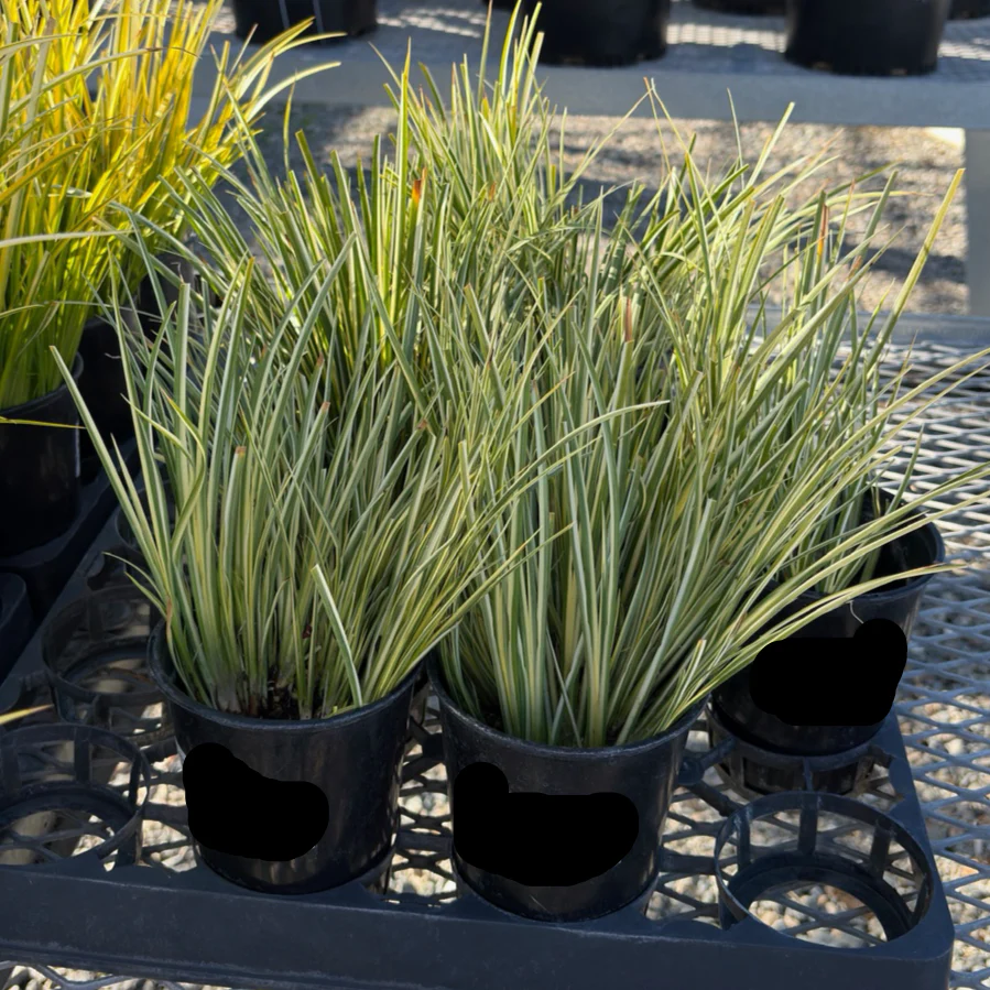 Golden Variegated Japanese Sweet Flag - Image 1