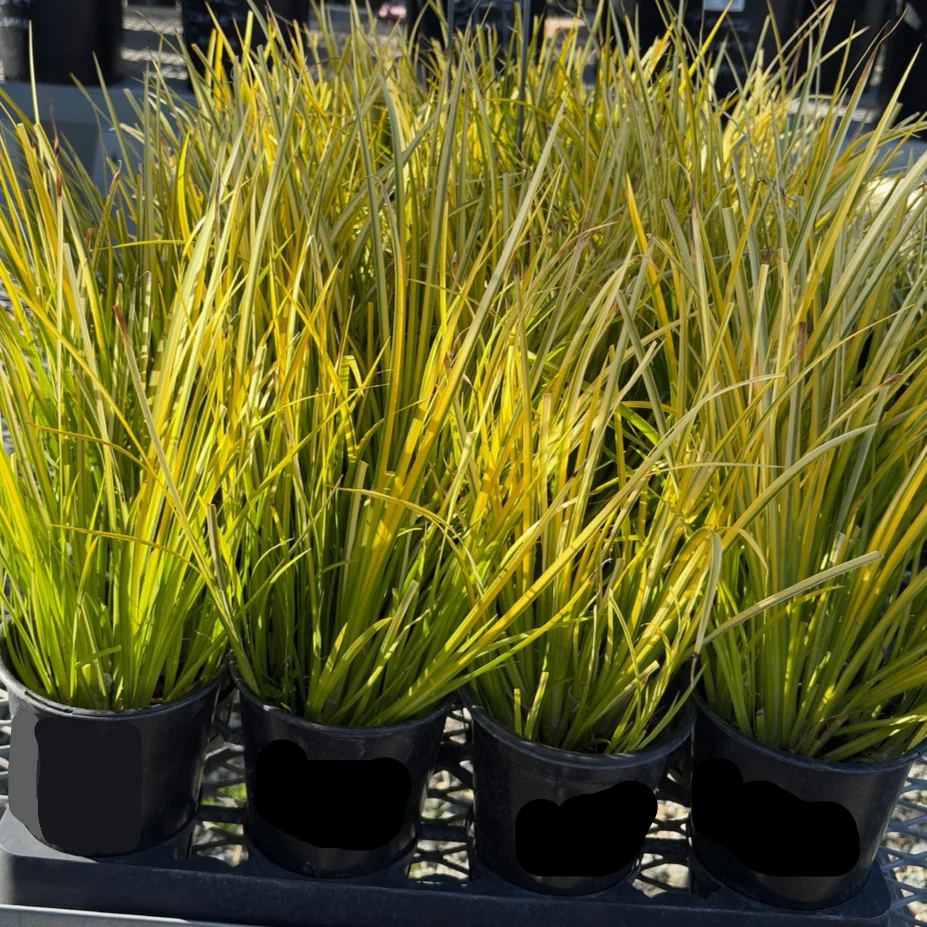 Golden Variegated Japanese Sweet Flag - Image 2