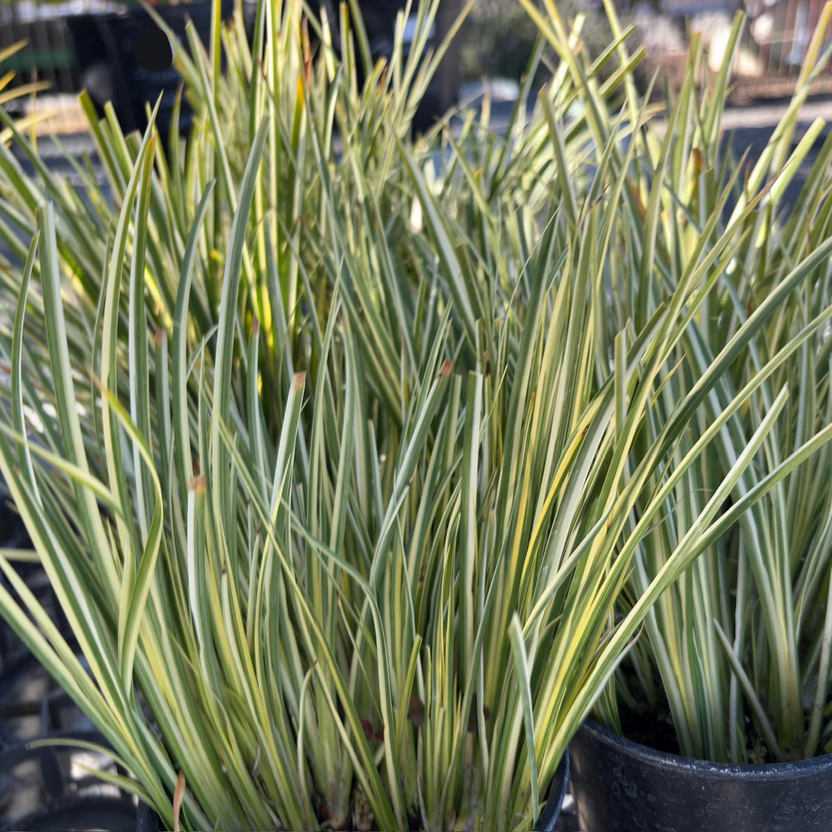 Golden Variegated Japanese Sweet Flag - Image 3