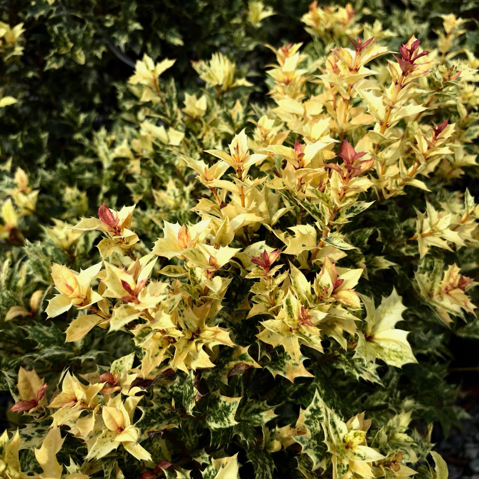 Goshiki False Holly - Image 2