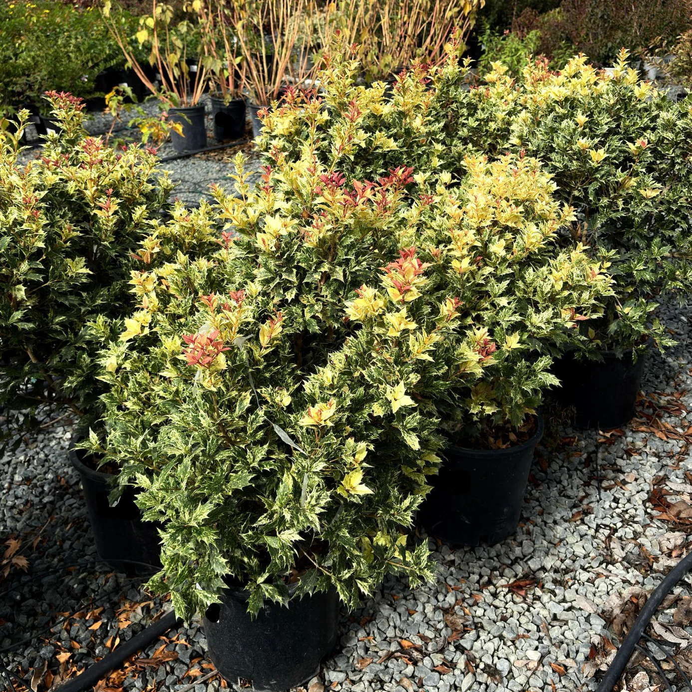 Goshiki False Holly - Image 1