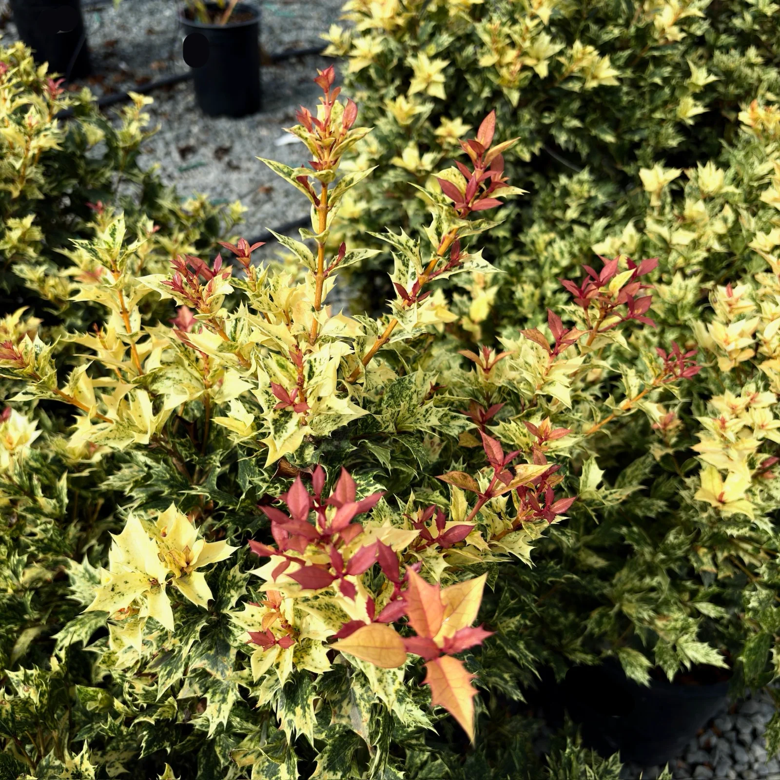 Goshiki False Holly - Image 3
