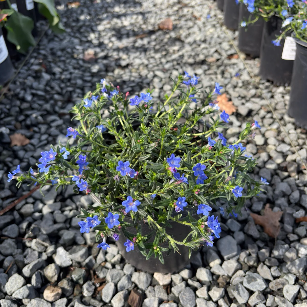 Grace Ward Lithodora - Image 2