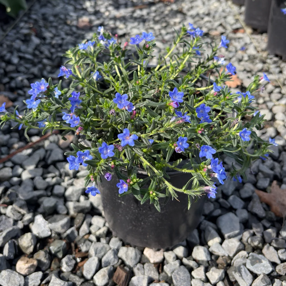 Grace Ward Lithodora