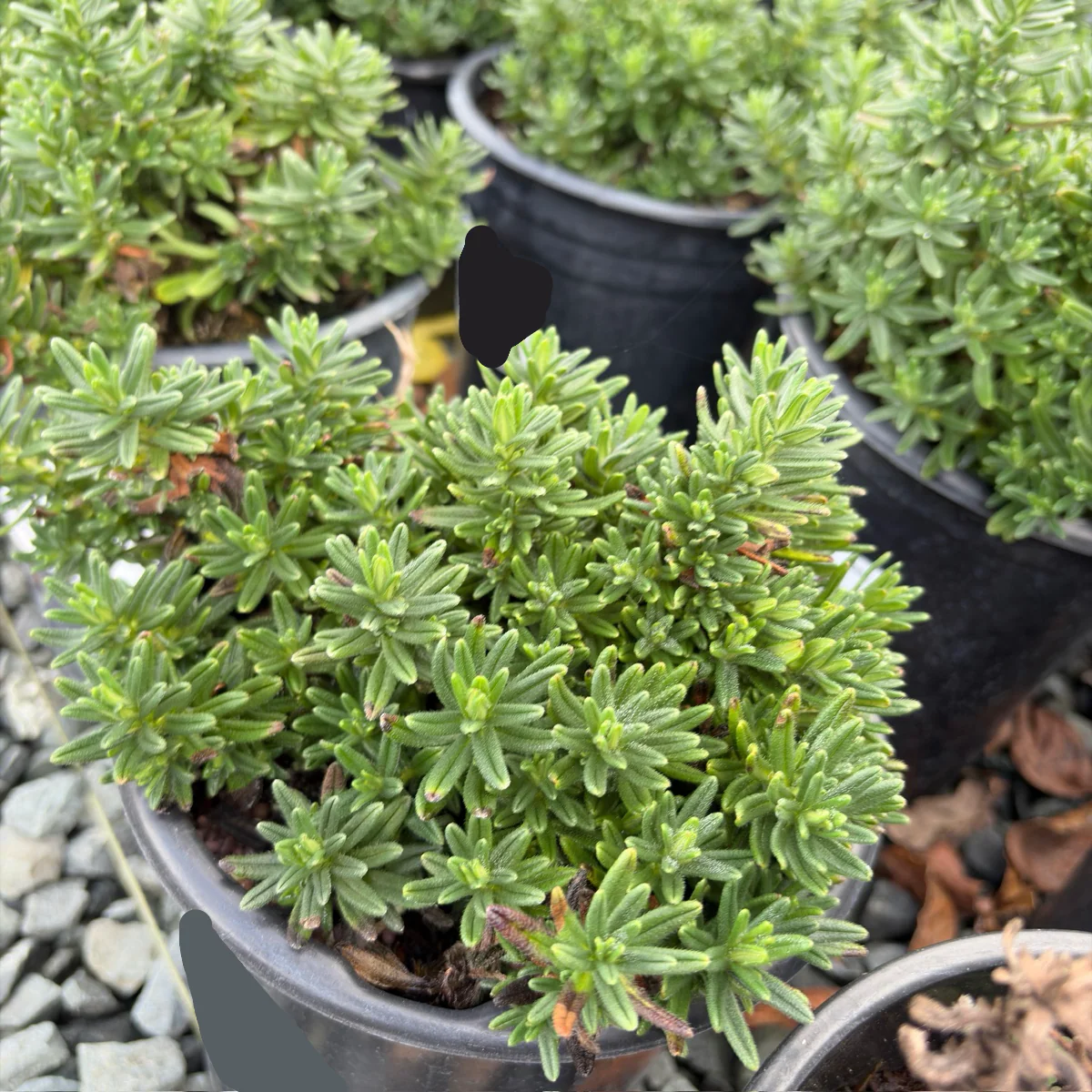 Grace Ward Lithodora - Image 3