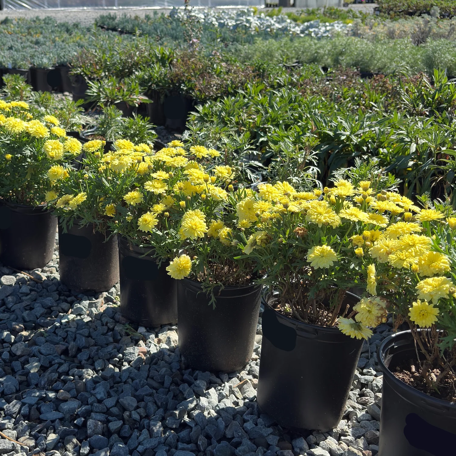 Grand Yellow Marguerite Daisy - Image 3