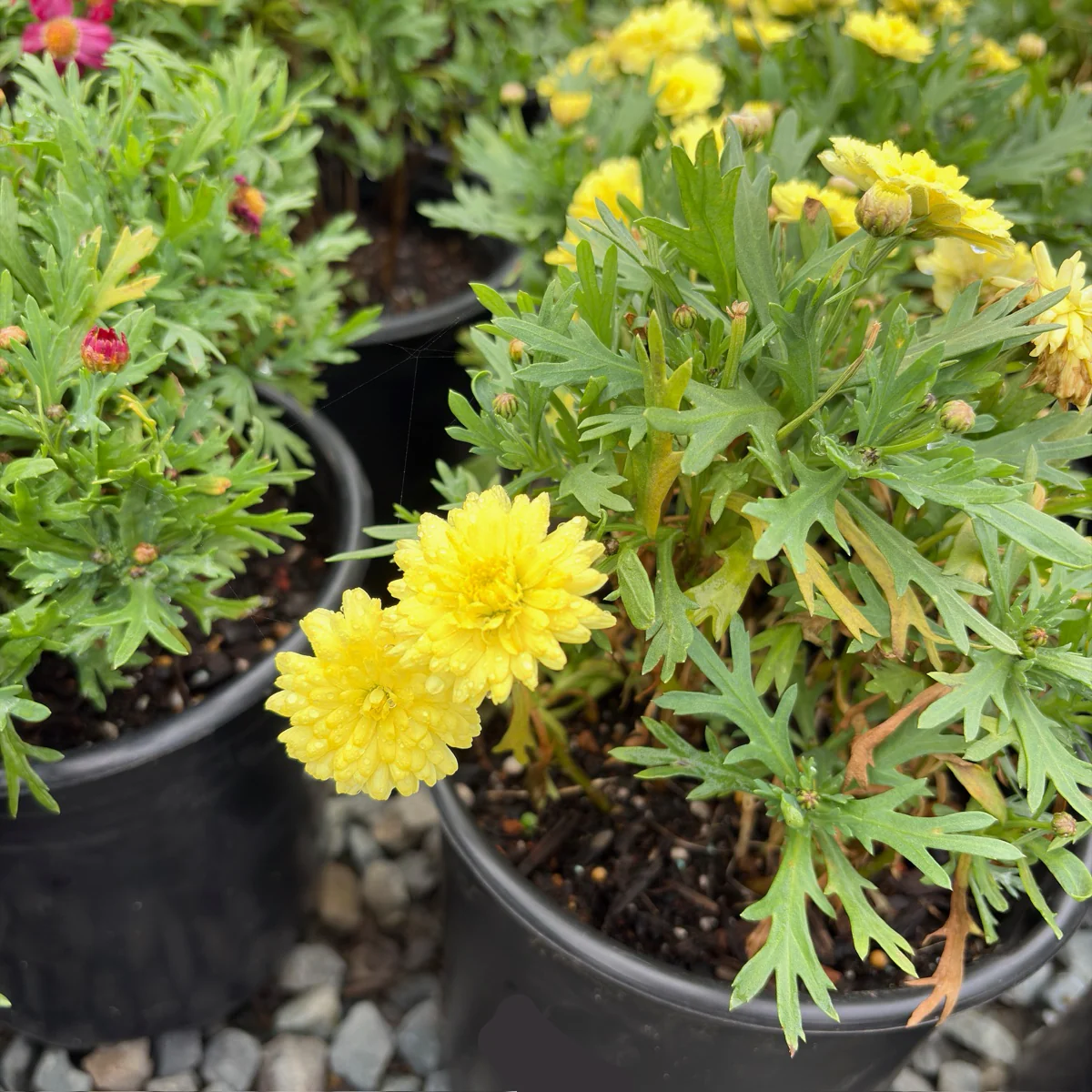 Grand Yellow Marguerite Daisy - Image 2