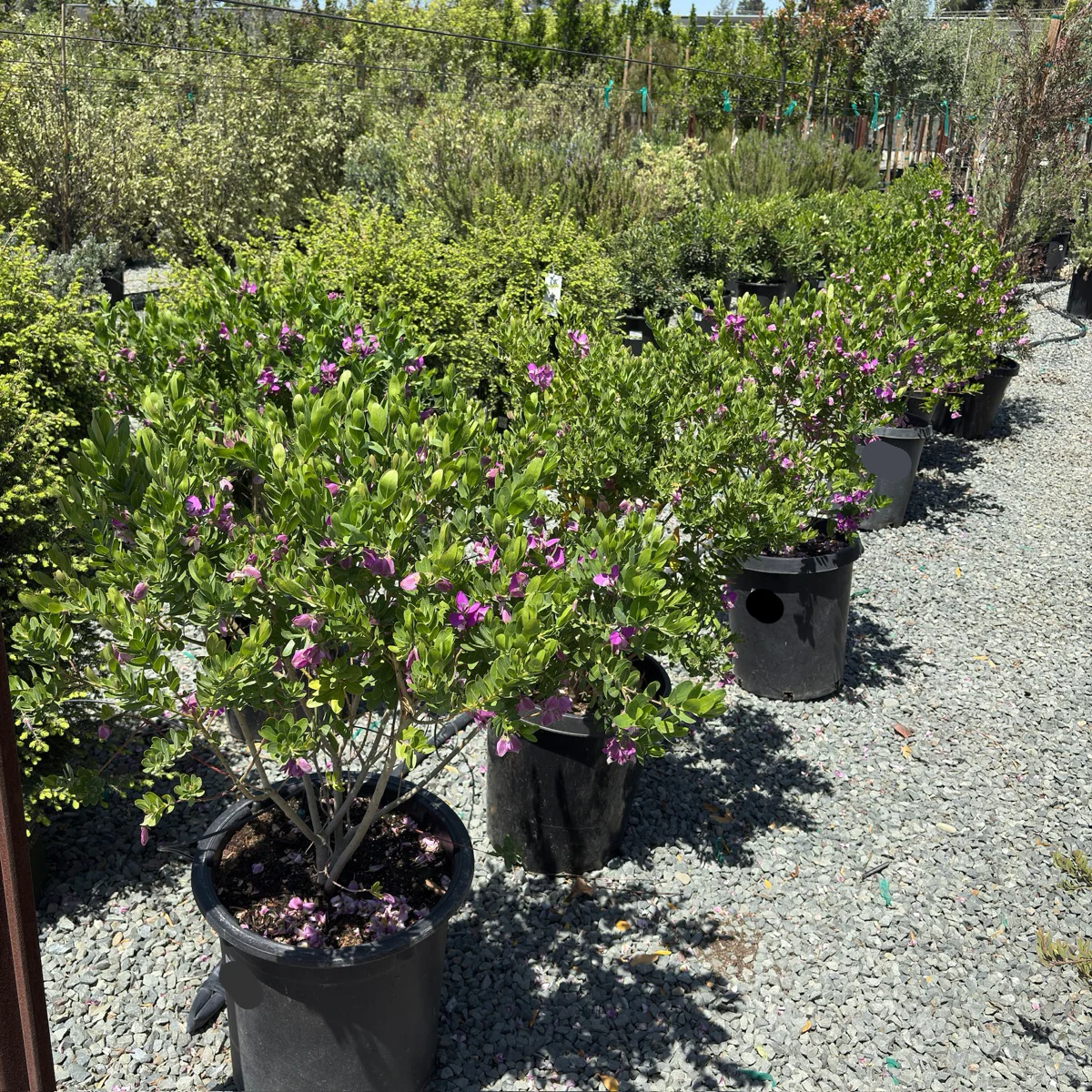Grandiflora Sweet Pea Shrub - Image 1