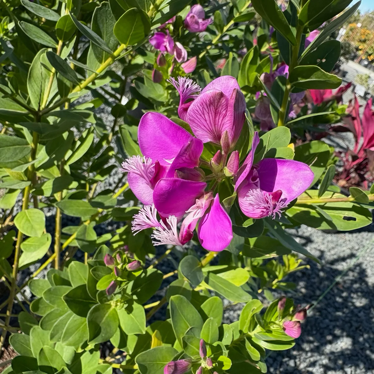 Grandiflora Sweet Pea Shrub - Image 2