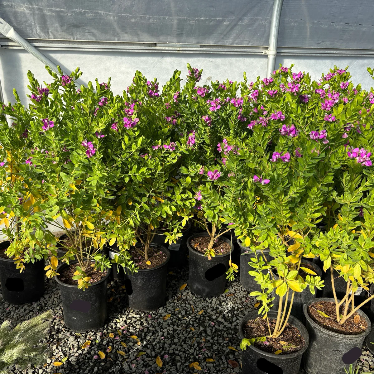 Grandiflora Sweet Pea Shrub - Image 3