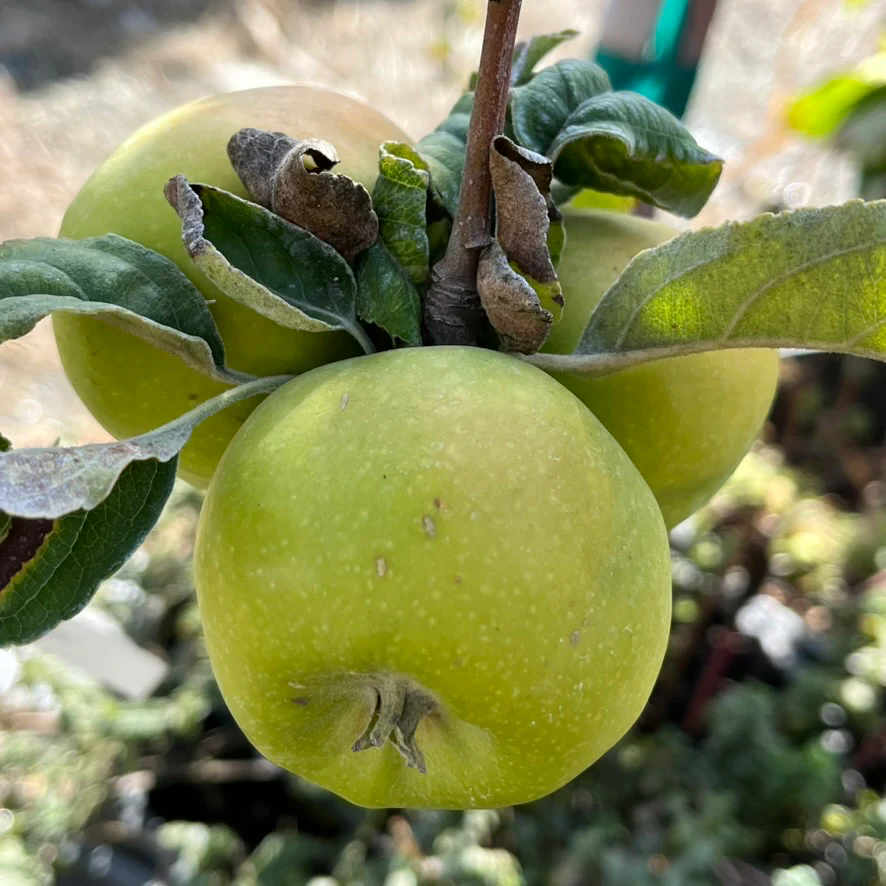 Granny Smith Apple Tree - Image 1
