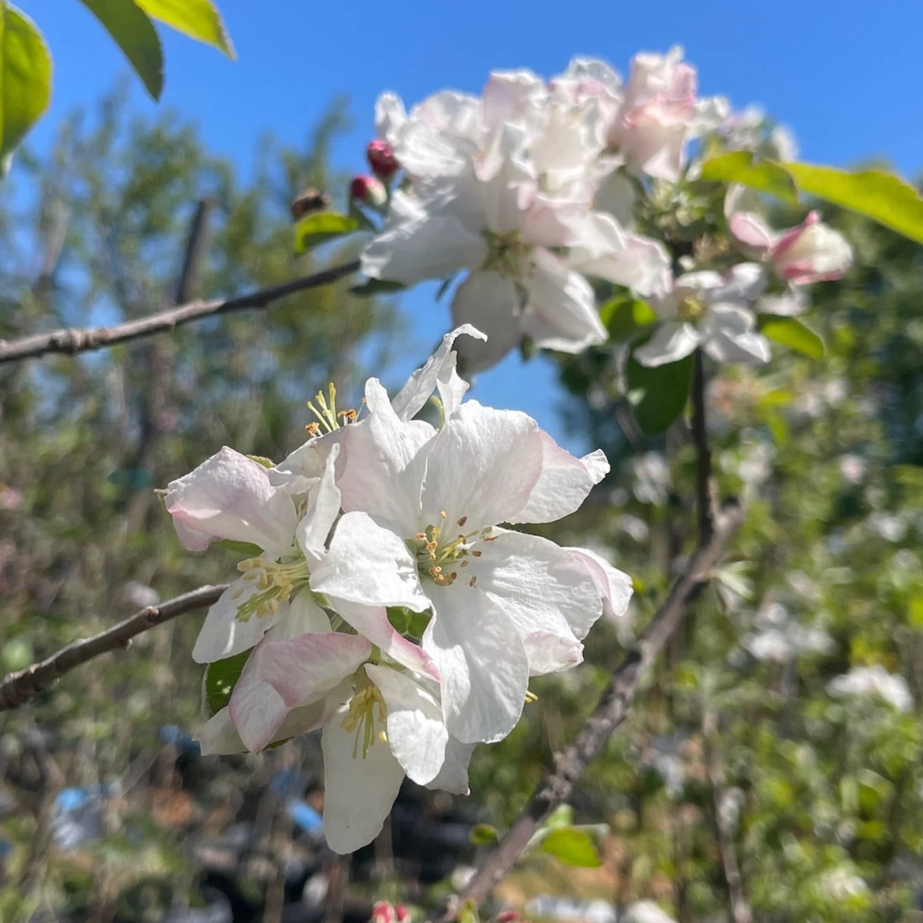 Granny Smith Apple Tree - Image 2