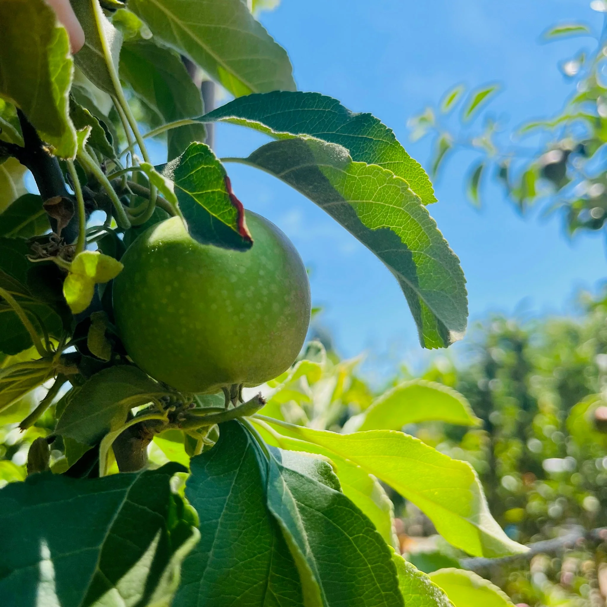 Granny Smith Apple Tree - Image 3