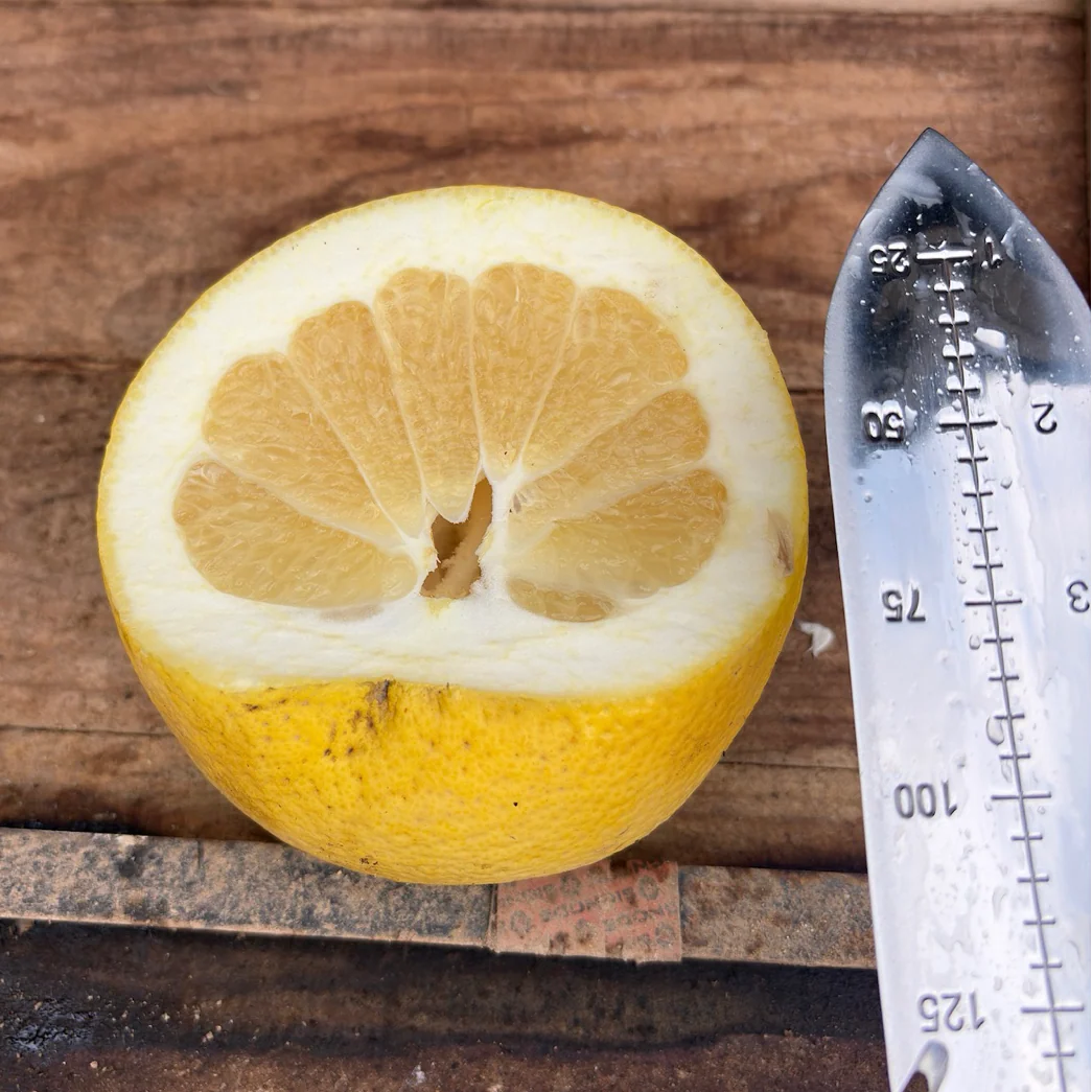 Oro Blanco Grapefruit - Image 2