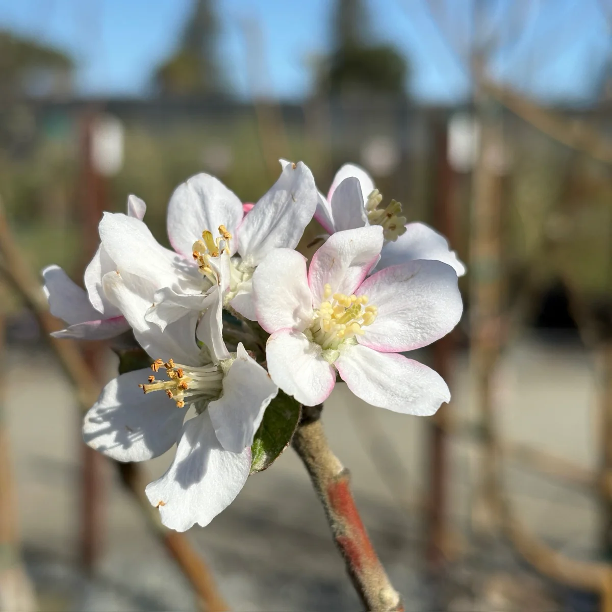 Gravenstein Apple Tree - Image 3