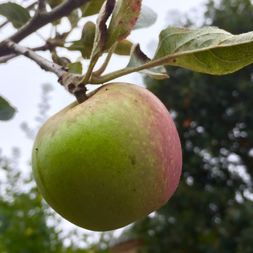 Gravenstein Apple Tree - Image 1