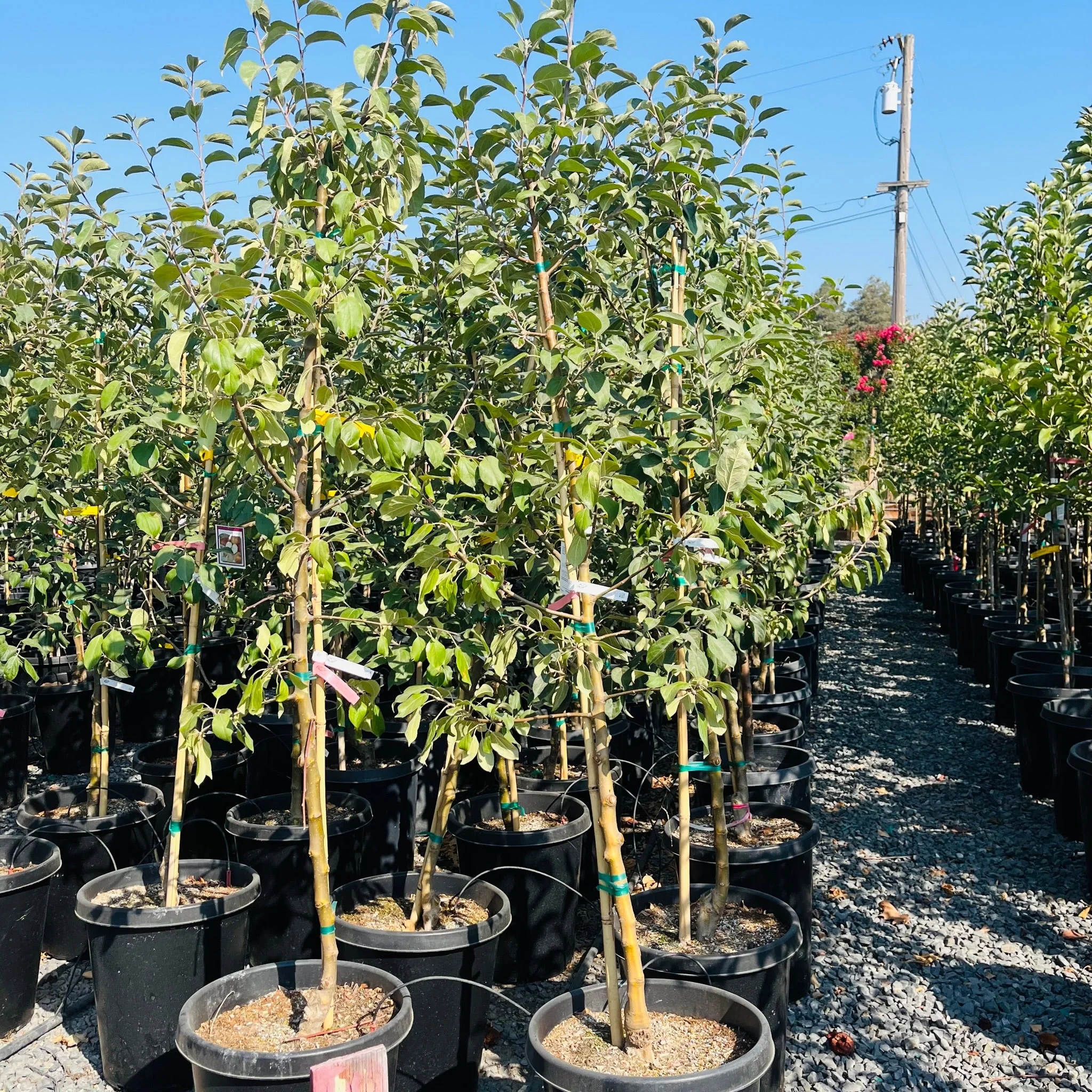 Gravenstein Apple Tree - Image 2