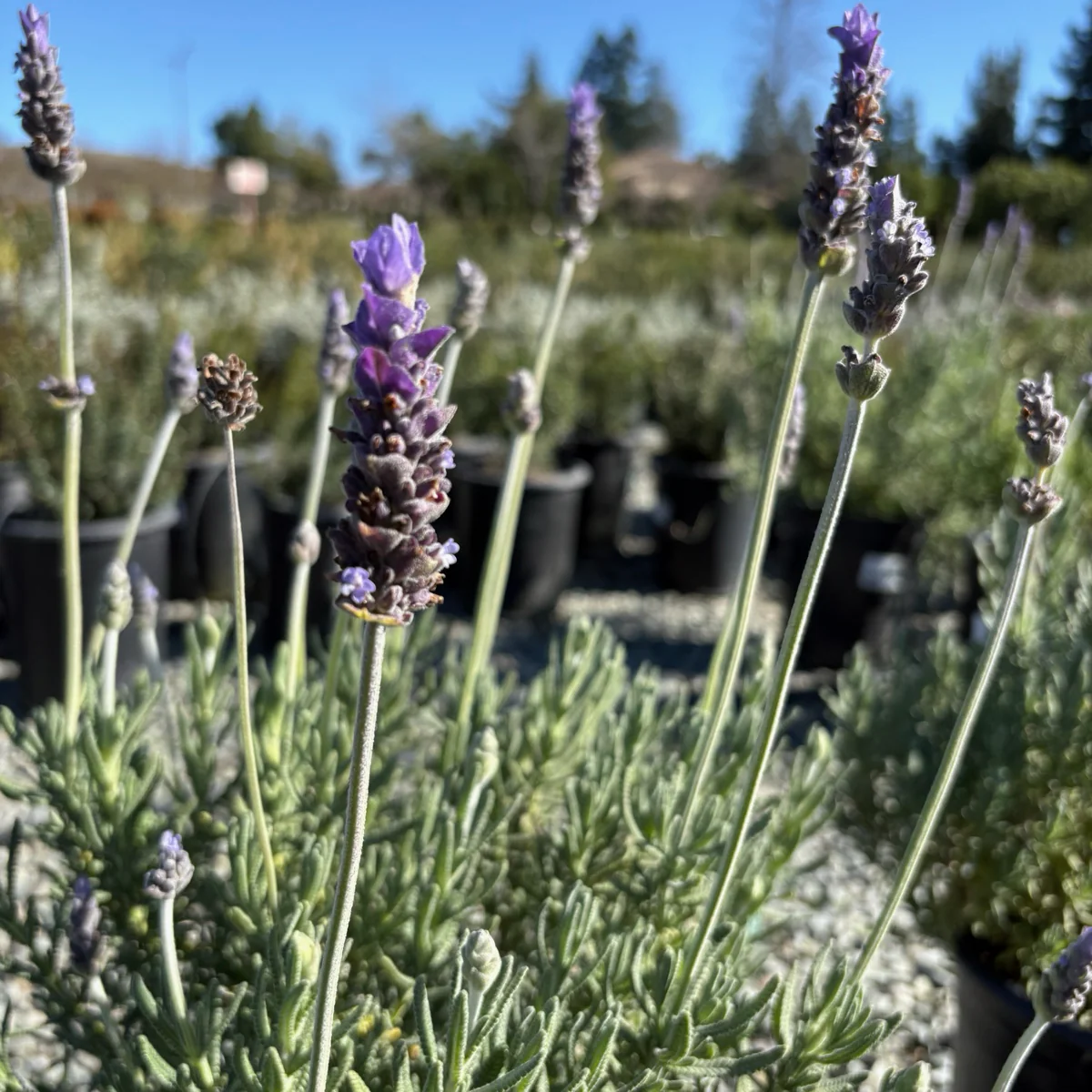 Gray French Lavender - Image 2