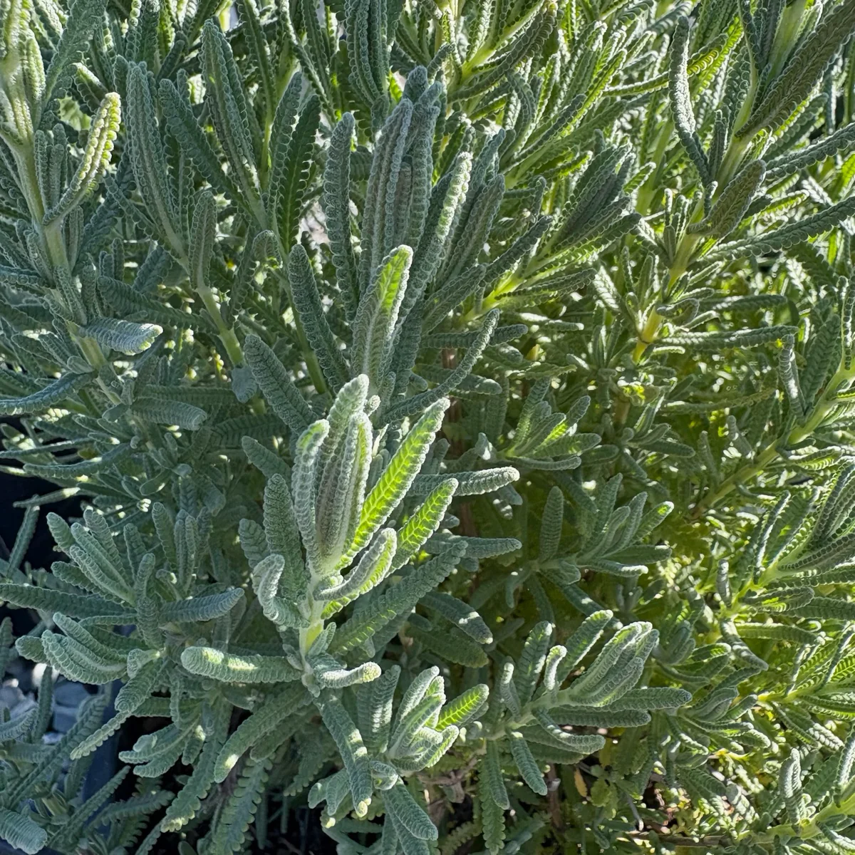 Gray French Lavender - Image 3