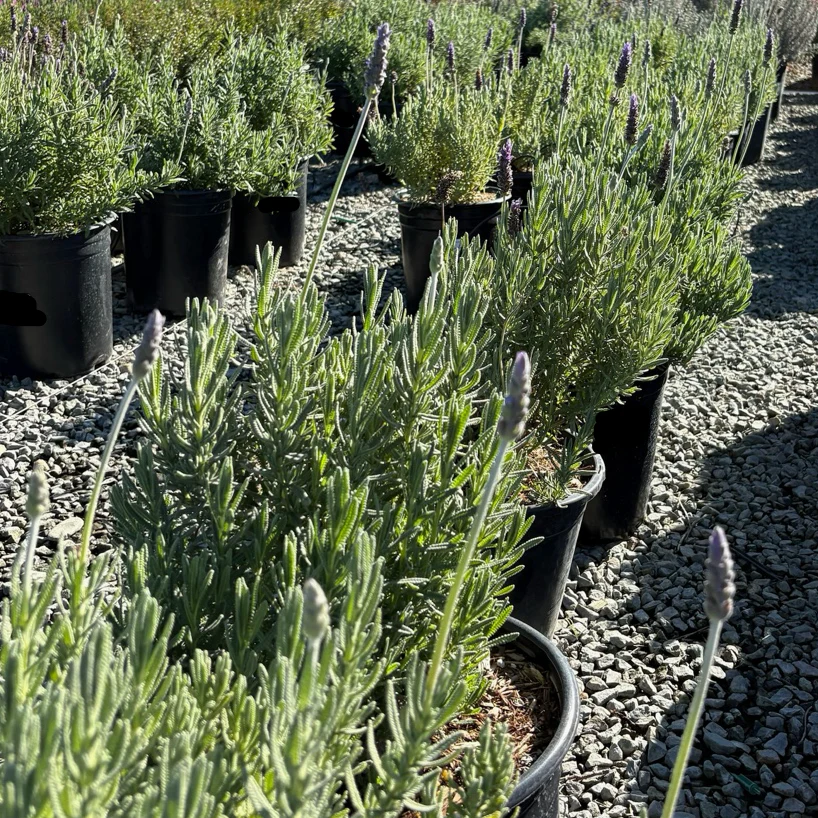 Gray French Lavender - Image 1