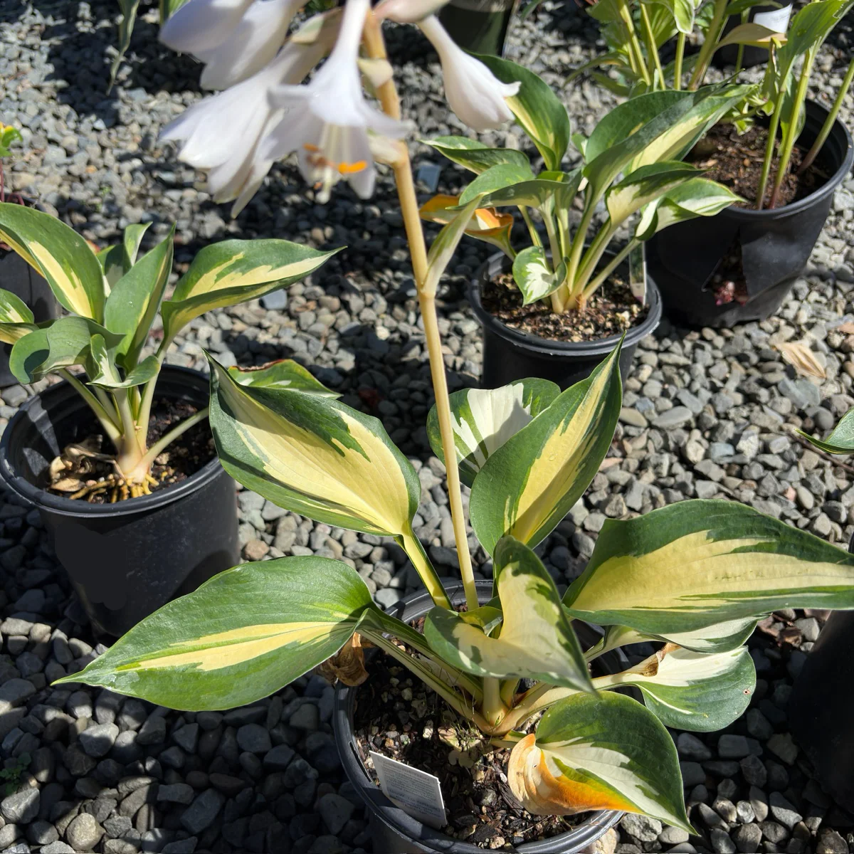 Great Expectation Plantam Lily - Image 1