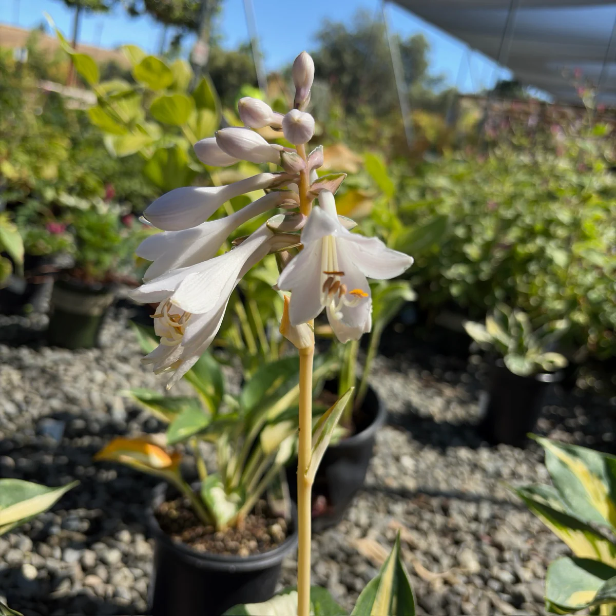 Great Expectation Plantam Lily - Image 2