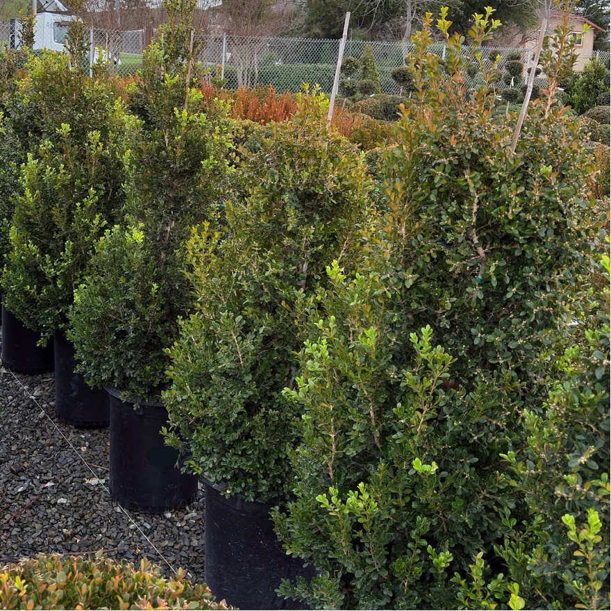 Green Beauty Boxwood - Image 2