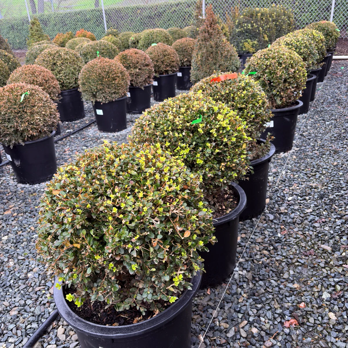 Green Beauty Boxwood - Image 3