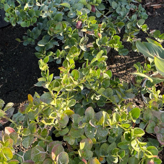 Green Carpet Natal Plum - Image 1
