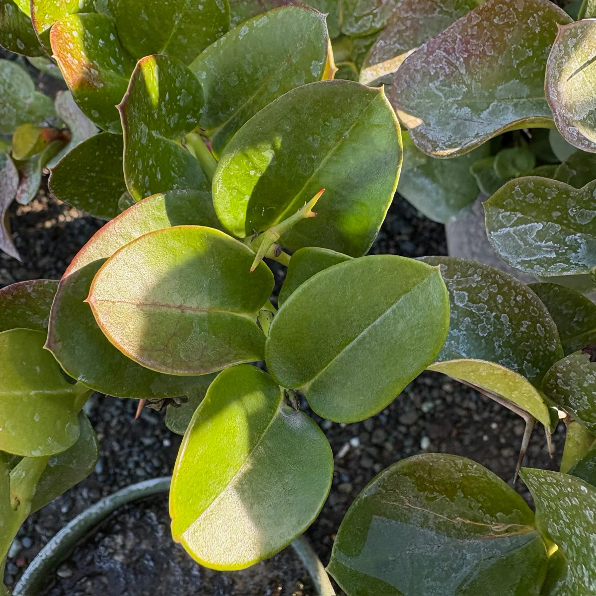 Green Carpet Natal Plum - Image 3