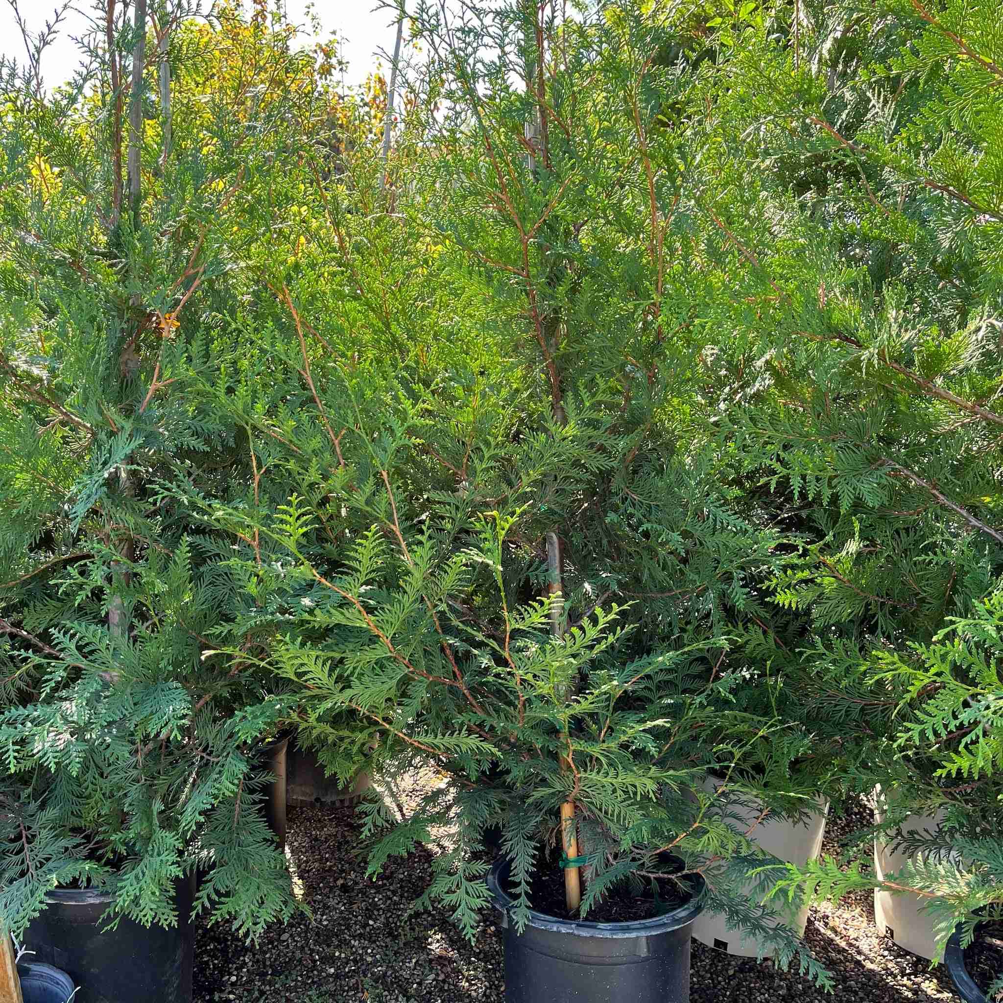 Green Giant Western Red Cedar - Image 2