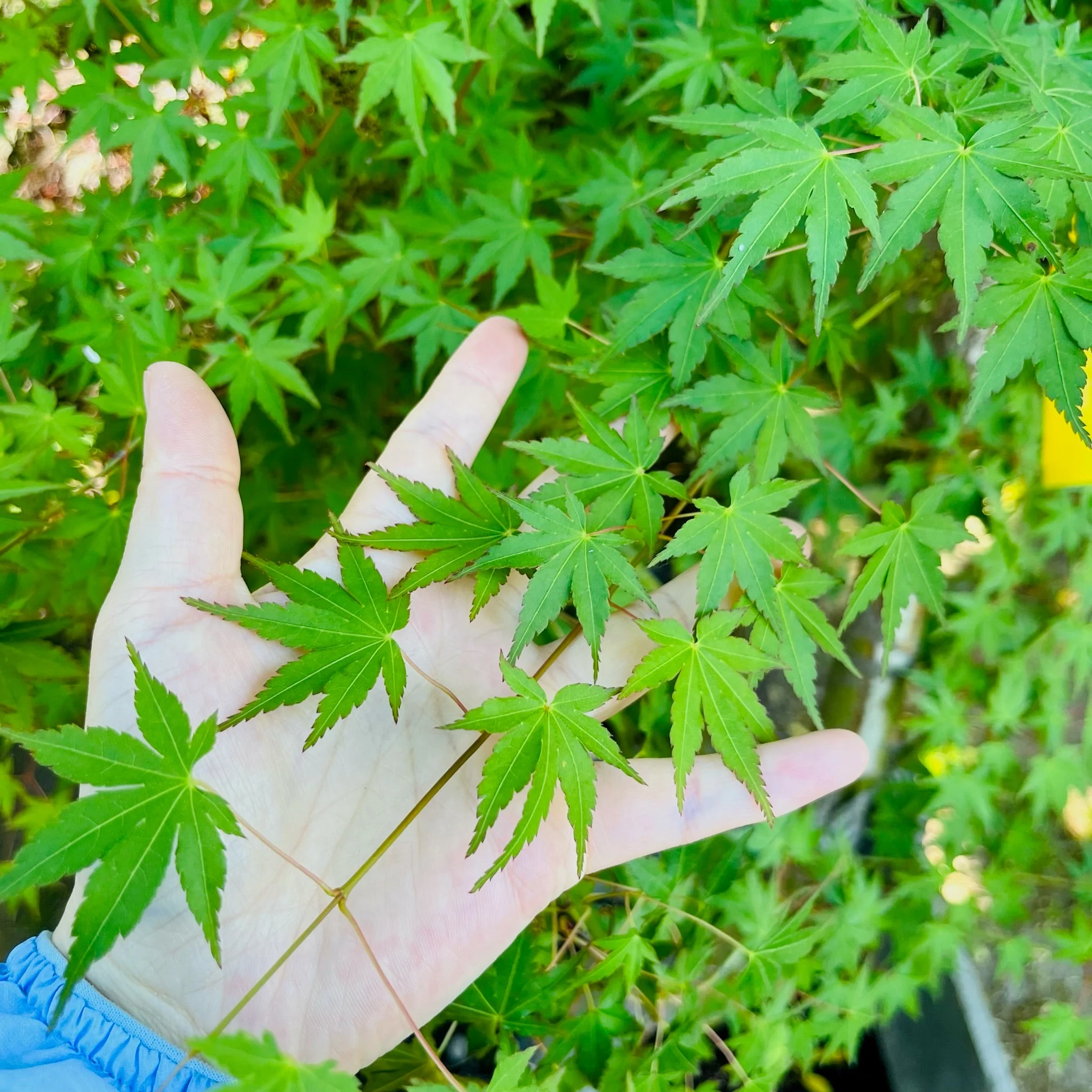 Green Japanese Maple