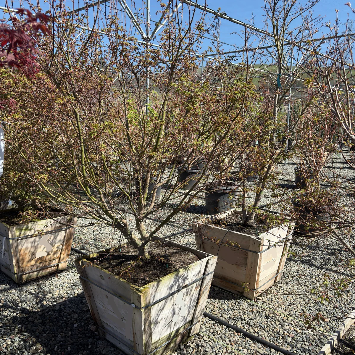 Green Japanese Maple - Image 3