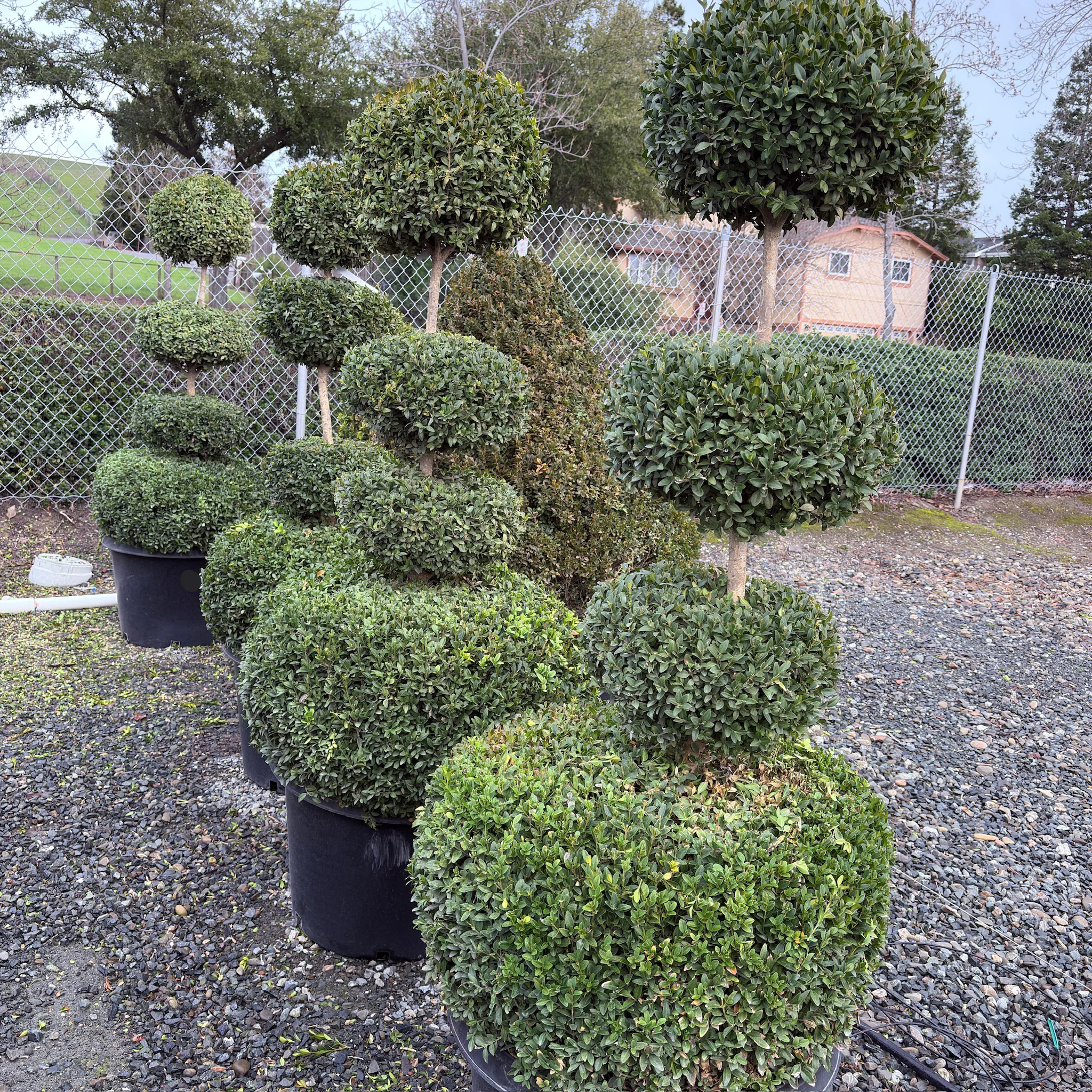 Green Mountain Boxwood - Image 1