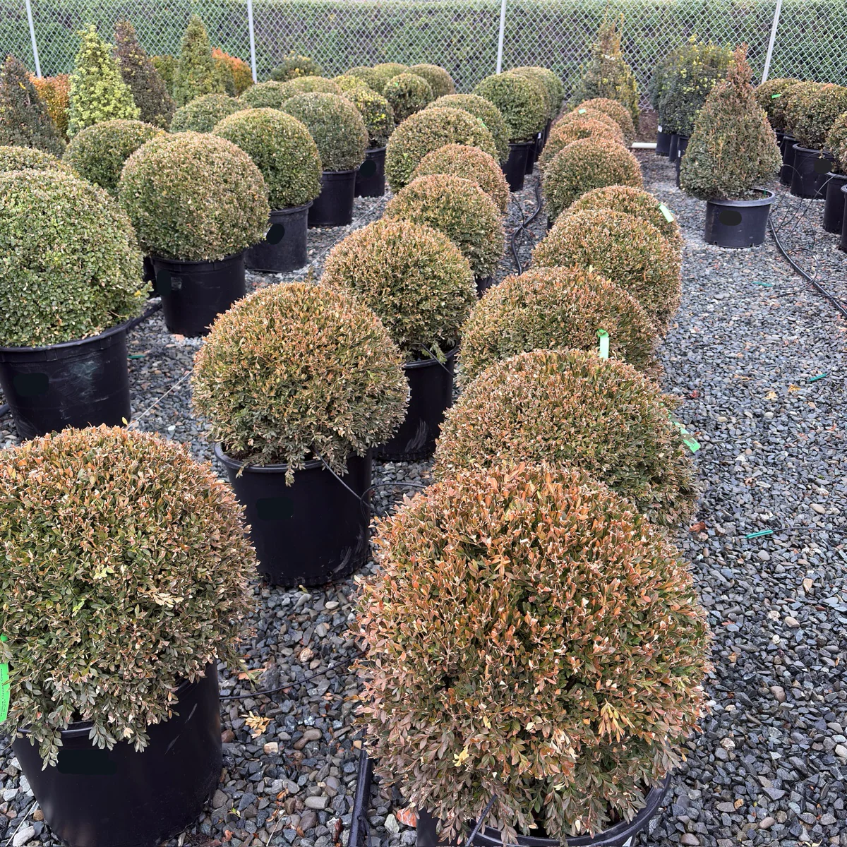 Green Mountain Boxwood - Image 2