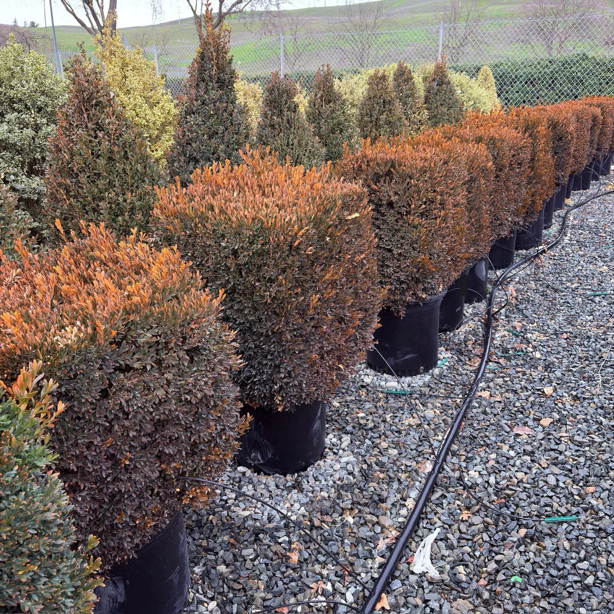 Green Mountain Boxwood - Image 3