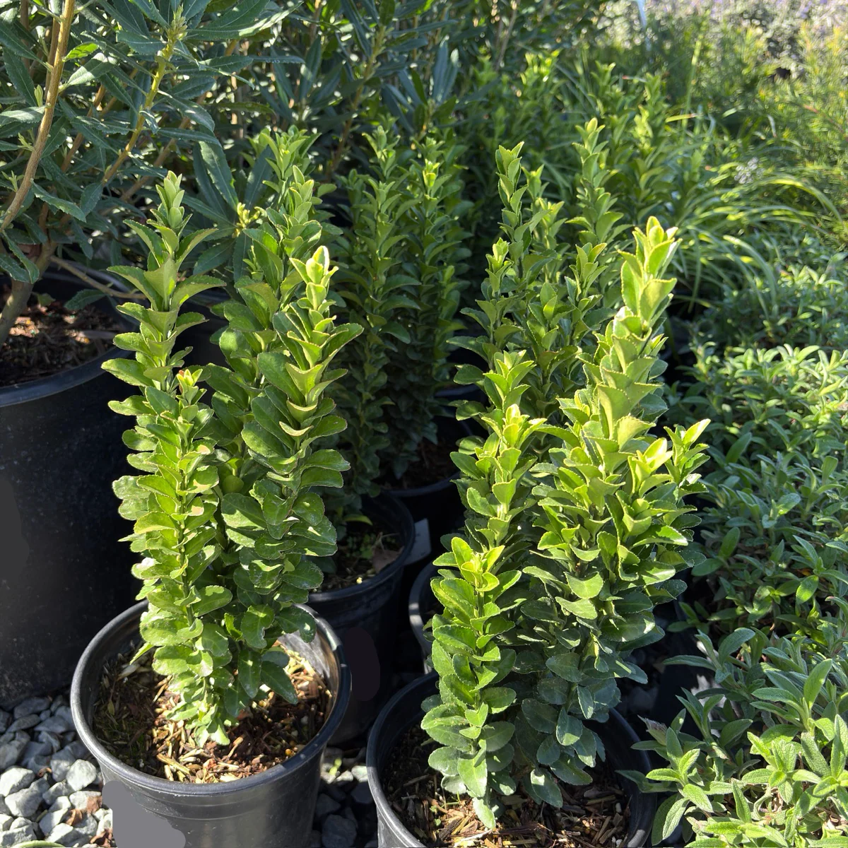 Green Spire Euonymus - Image 2