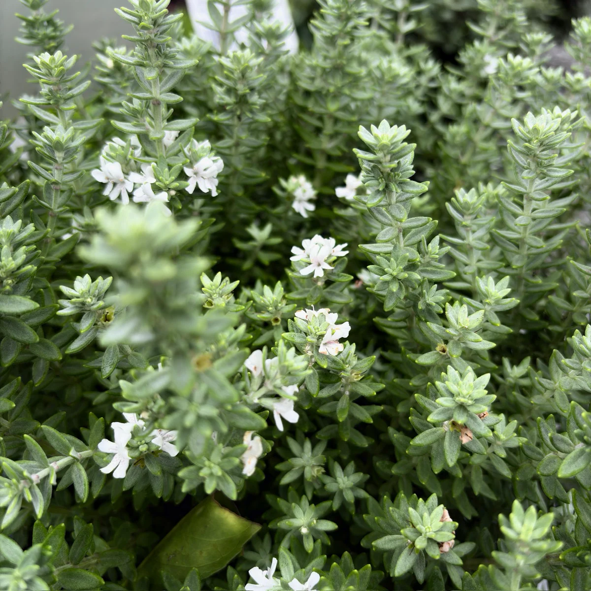 Grey Box Dwarf Coast Rosemary - Image 2