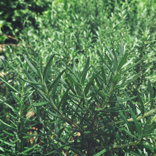 Grey Box Dwarf Coast Rosemary - Image 3