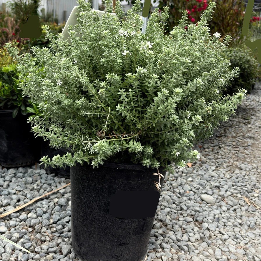 Grey Box Dwarf Coast Rosemary - Image 1